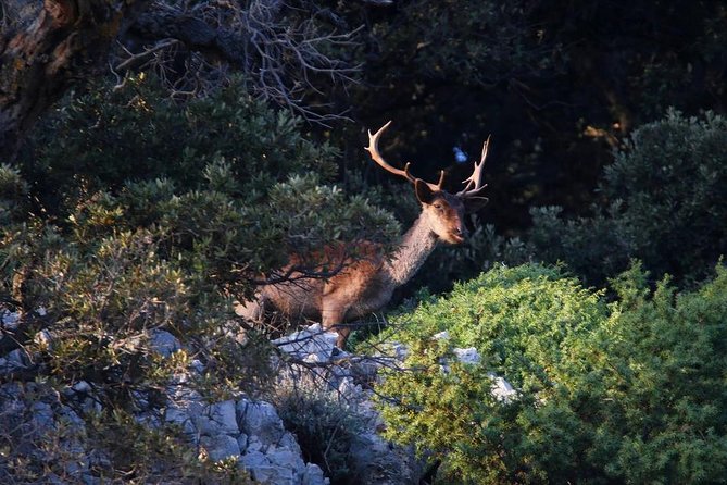 Private 7,5h Plavnik Island & Wild Bays Full-day Boat Trip - Plavnik Island, griffon vultures, and Love Cave