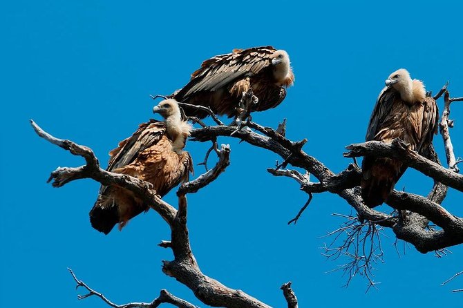 Private 7,5h Plavnik Island & Wild Bays Full-day Boat Trip - Who will enjoy this day most