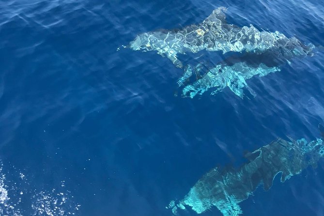 Private Blue Cave and Hvar - 5 Islands Tour - Hvar offers three hours and the day’s best choice