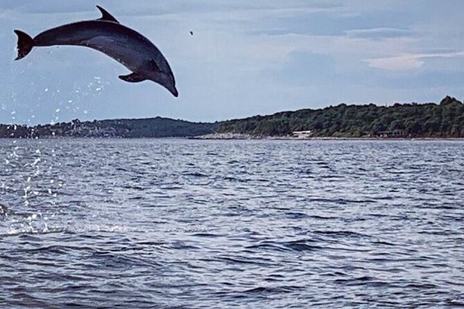 Private Guided Sunset Dolphin Watching in Adriatic Sea - Who should book this Vrsar dolphin tour?