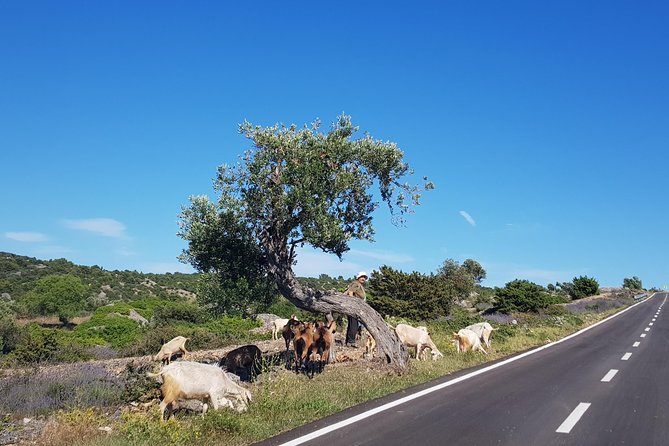 Private Hvar Island Tour and Olive Oil Tasting - The Ager plain and Hvar’s agricultural past