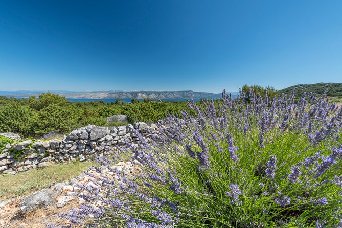 Private Hvar Wine Tasting Tour - Olive oils, bread, and the food question
