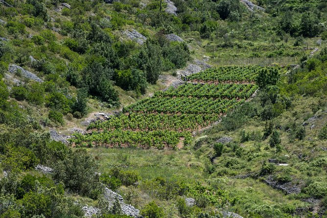Private Hvar Wine Tasting Tour - Is $173.75 per person good value?