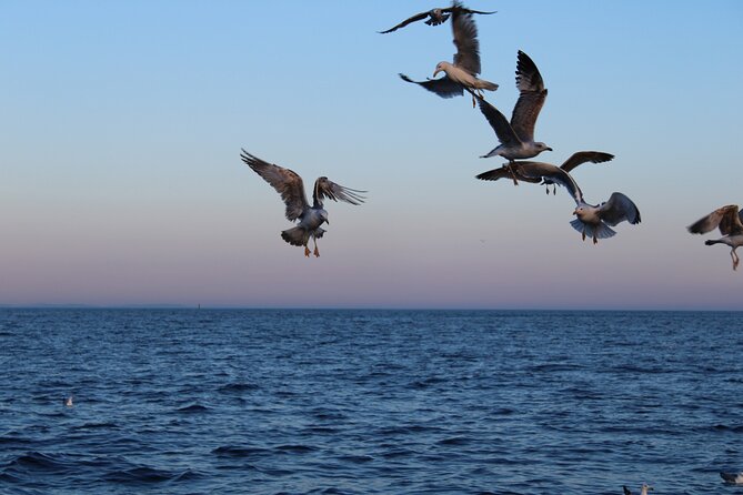 Private Sunset Dolphin Excursion with Dinner and Animation - Passing Ceja and the Medulin Archipelago
