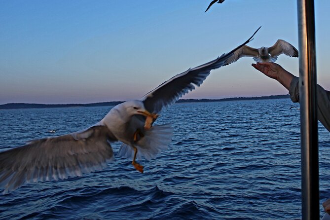 Private Sunset Dolphin Excursion with Dinner and Animation - Is $1,082.64 a fair price?