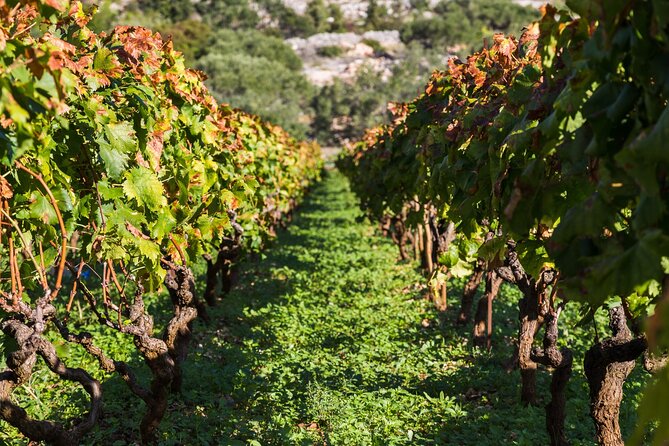 Private Tour: Ston and Peljesac Peninsula Day Trip with Wine Tasting - Why this makes a good Dubrovnik day trip