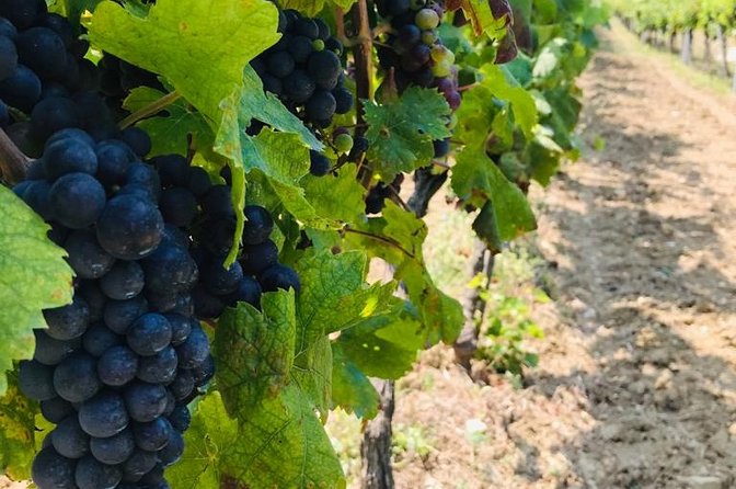 PRIVATE Wine Tour to Konavle country side - Arriving at a Family Winery with Five Centuries of Character
