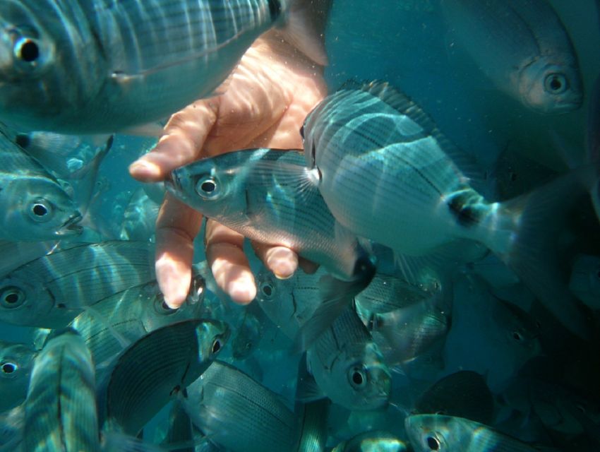 Pula: Bike Tour of Ancient Pula & Aquatic Adventures - Should you book the Ancient Pula and Aquatic Adventures tour?