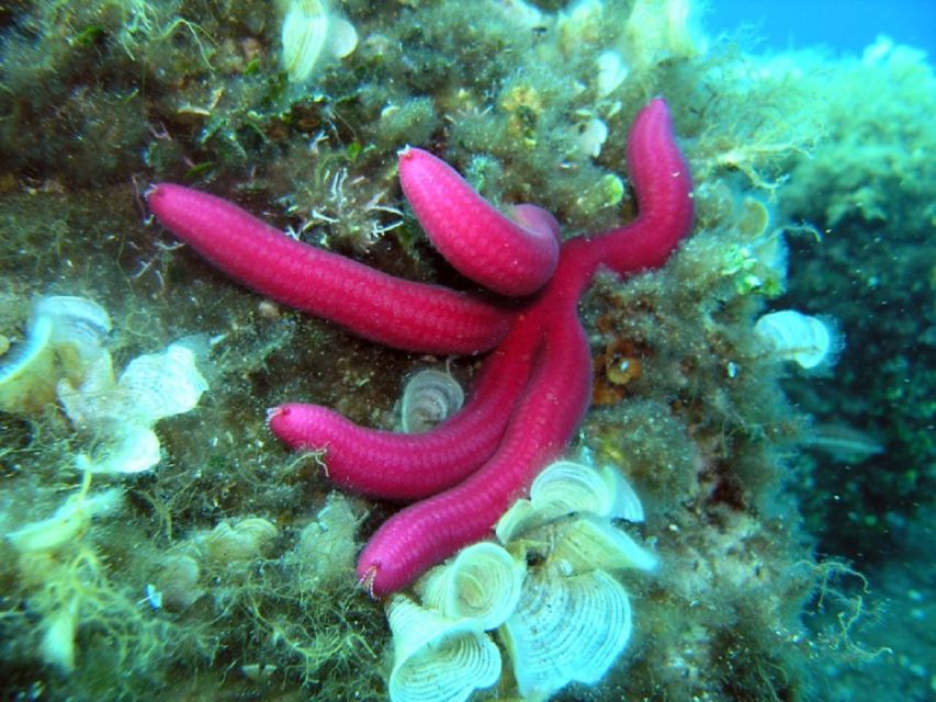 Pula: Bike Tour of Ancient Pula & Aquatic Adventures - Following the coast toward Punta Verudela