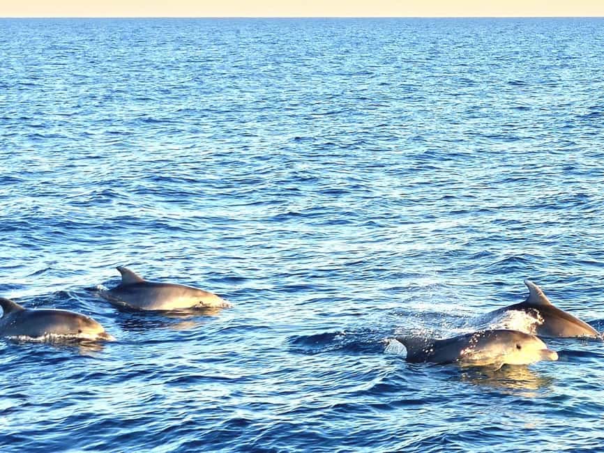 Pula: Brijuni National Park Dolphin Watching Tour w/Dinner - What the 4.5 rating means for you