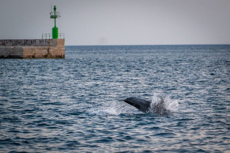 Pula: Brijuni National Park Sunset, Dolphins & Dinner Cruise - Searching for dolphins around Brijuni
