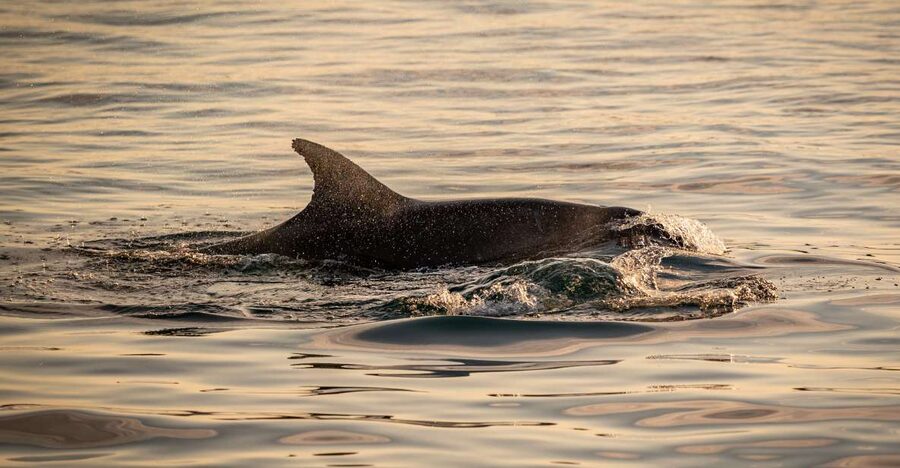 Pula: Brijuni National Park Sunset, Dolphins & Dinner Cruise - Sunset over the Adriatic