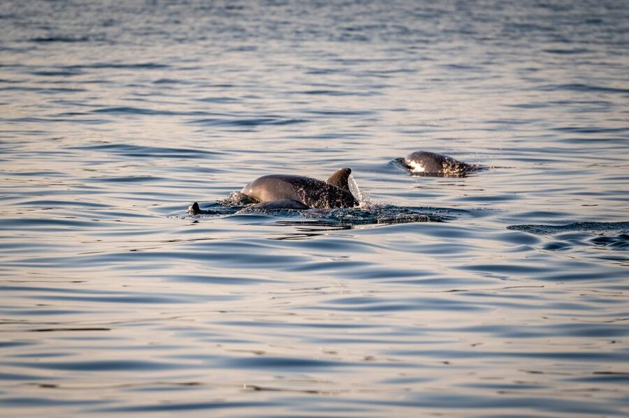 Pula: Brijuni National Park Sunset, Dolphins & Dinner Cruise - What $64 gets you