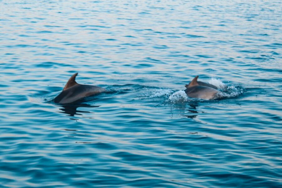 Pula: Brijuni Sunset Dolphin Cruise with Dinner & Drinks - Comfort, access, and who will enjoy it most