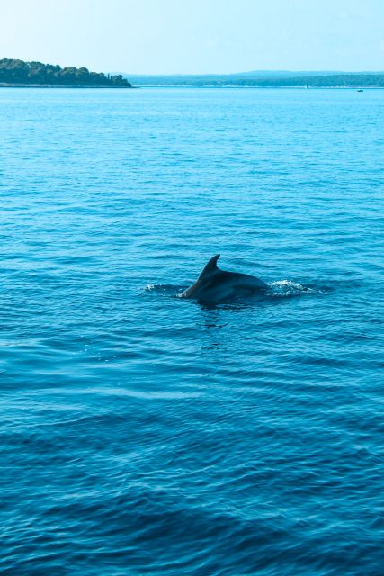 Pula: Brijuni Sunset Dolphin Cruise with Dinner & Drinks - Cruising past the 14 Brijuni islands