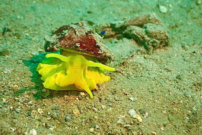 Pula Discover Scuba Diving Package - The second session reaches 10 meters