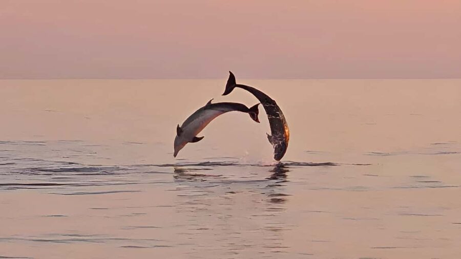 Pula: Dolphin Sunset Cruise to Brijuni with Dinner & Drinks - Searching for dolphins near Brijuni National Park