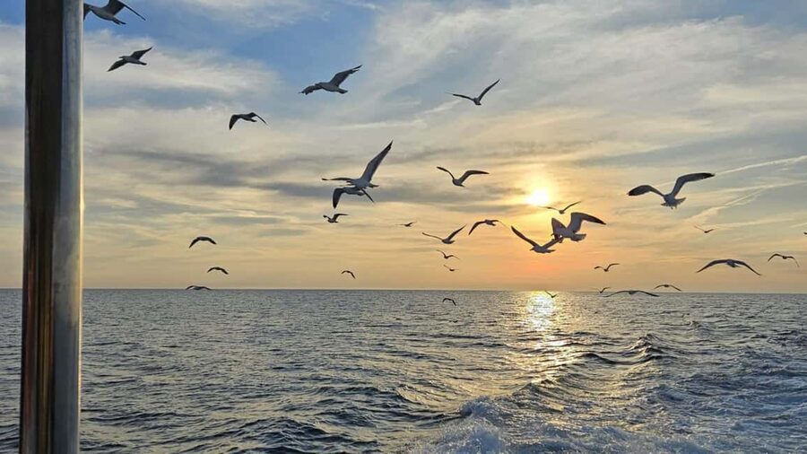 Pula: Dolphin Sunset Cruise to Brijuni with Dinner & Drinks - Should you book Ananda’s dolphin sunset cruise?