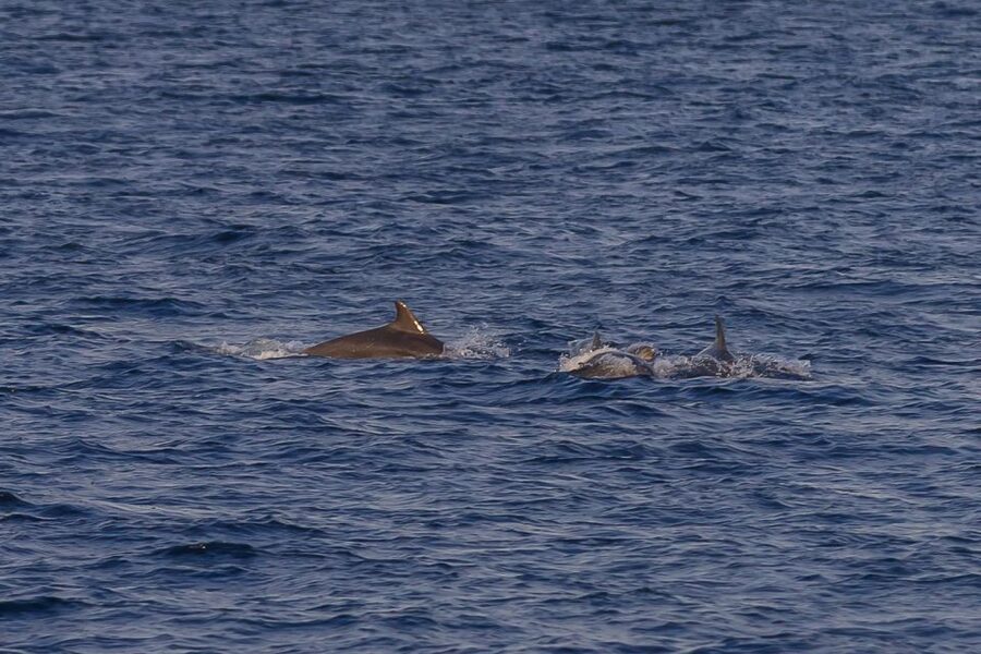 Pula: Dolphin Watching Sunset Cruise with Dinner & Drinks - Dinner on the water, with three main choices