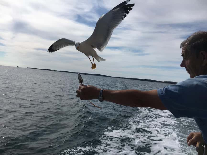 Pula: Dolphin Watching Sunset Cruise with Dinner & Drinks - Sunset over the Adriatic