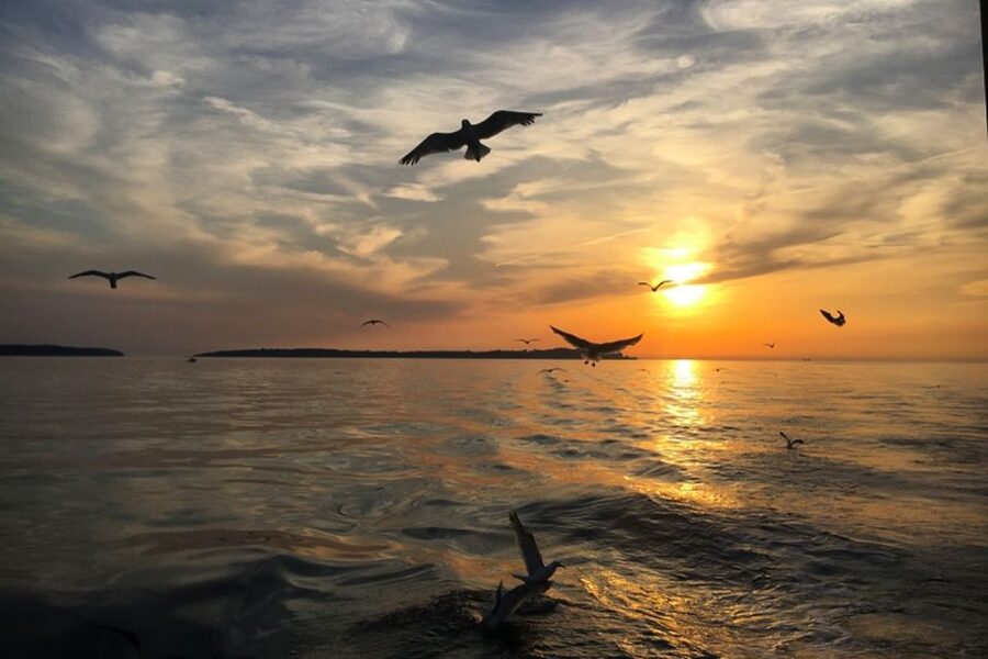Pula: Dolphin Watching Sunset Cruise with Dinner & Drinks - How the $65 price holds up