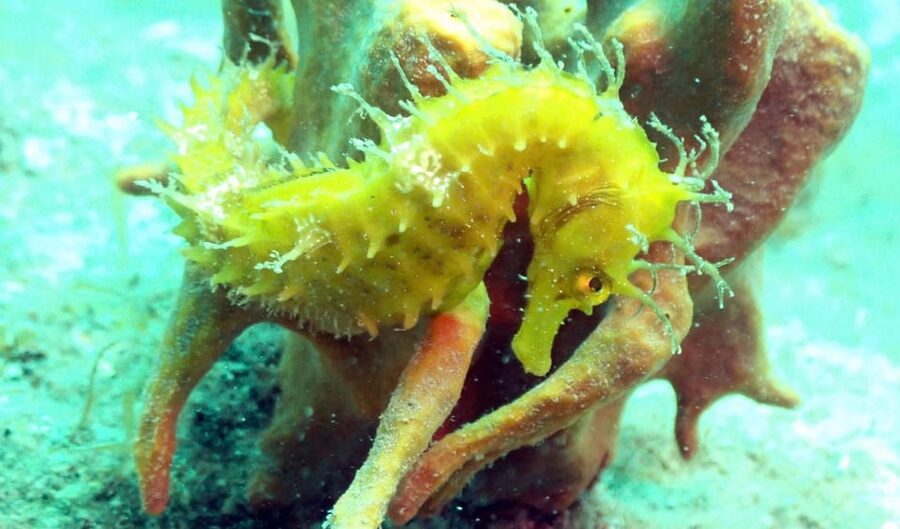 Pula: Introduction to Scuba Diving - My Recommendation for Pula Visitors