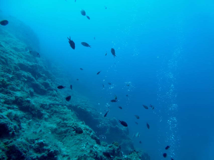 Pula: Introduction to Scuba Diving - What Makes the Sea Life Special