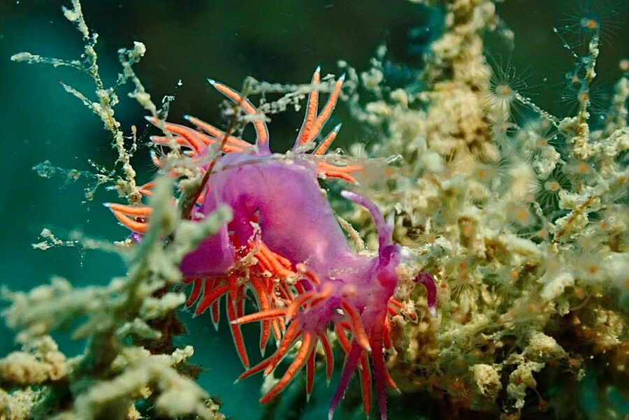 Pula: Introduction to Scuba Diving - Is $100 a Fair Price?