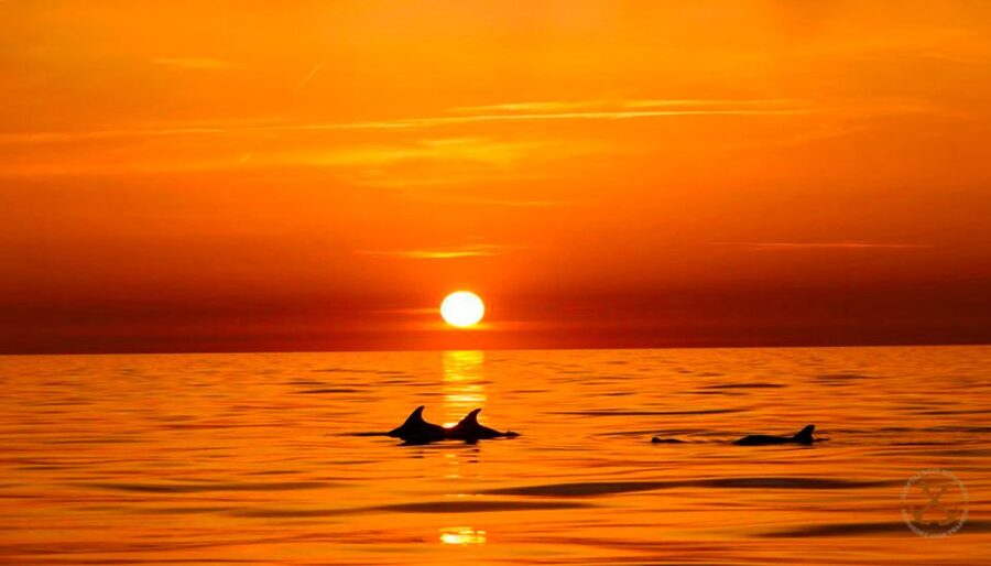 Pula: National Park Brijuni Dolphin Cruise with Dinner - What You Learn About Brijuni National Park