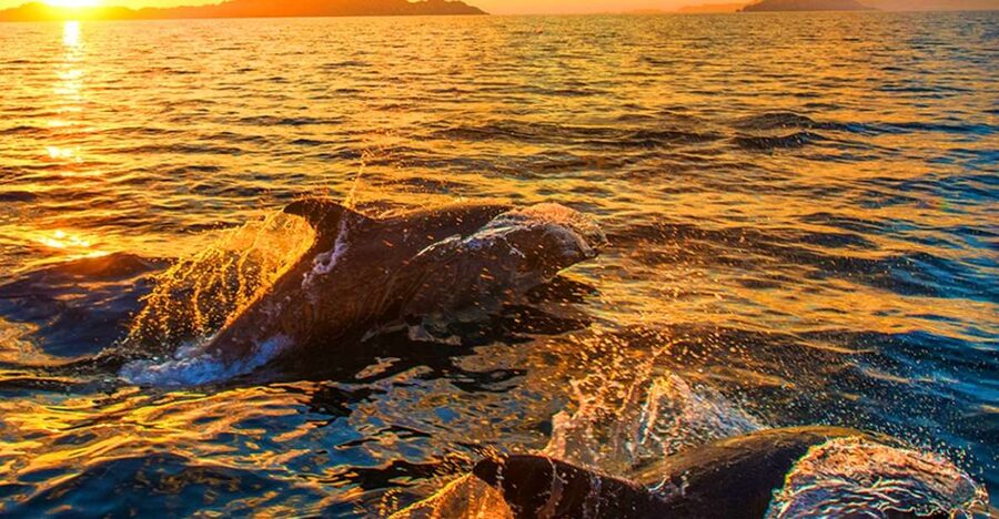 Pula: National Park Brijuni Dolphin Cruise with Dinner - The Dolphin Search: Exciting, But Never Guaranteed