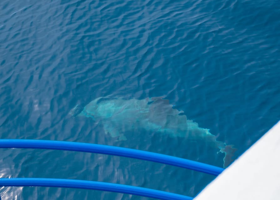 Pula: Private Dolphins & Sunset Tour With Dinner & Drinks - Is $671 good value for your group?