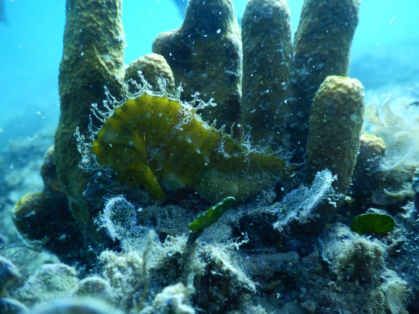 Pula: Private Introduction to Scuba Diving - A calm instructor matters more than flashy scenery