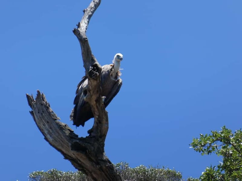 Punat: Plavnik and Krk Islands Private Boat Trip - Who should book this Punat boat trip?