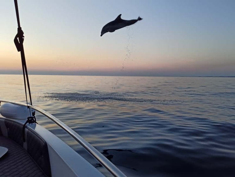 Rovinj: Dolphin Watching Sunset Speedboat Tour with Drinks - Who will enjoy this most