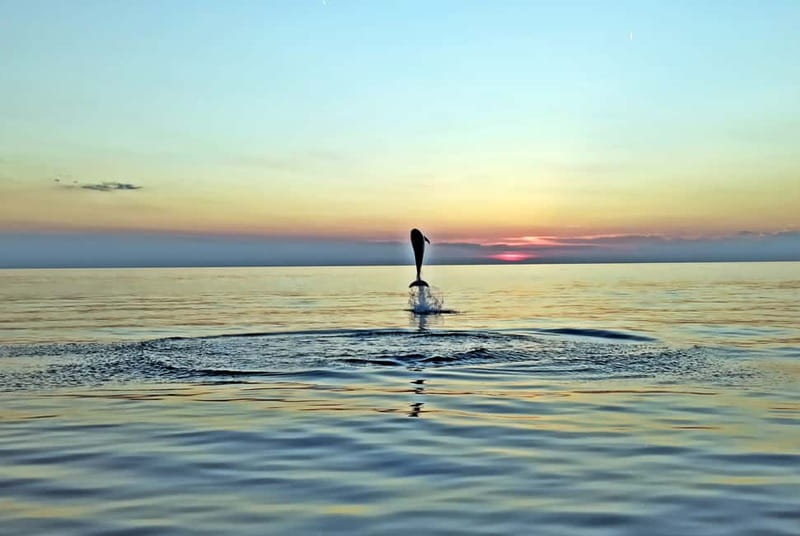 Rovinj: Dolphin Watching Sunset Speedboat Tour with Drinks - Why this Rovinj dolphin tour is worth considering
