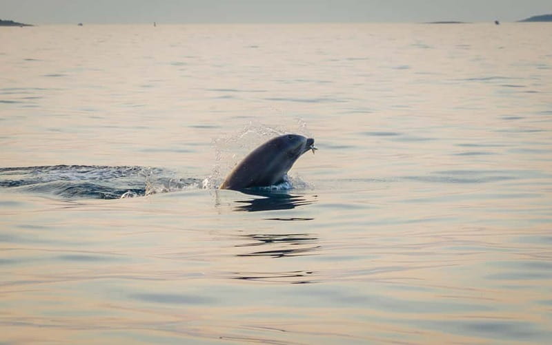 Rovinj: Dolphin Watching Sunset Speedboat Tour with Drinks - Comfort, safety, and what to bring