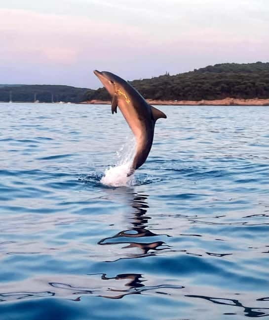 Rovinj: Shared Dolphin and Sunset Tour with Drinks - Key points to know before you book