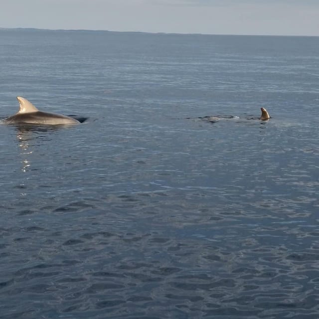 Rovinj: Shared Dolphin and Sunset Tour with Drinks - Who should book this Rovinj dolphin tour?