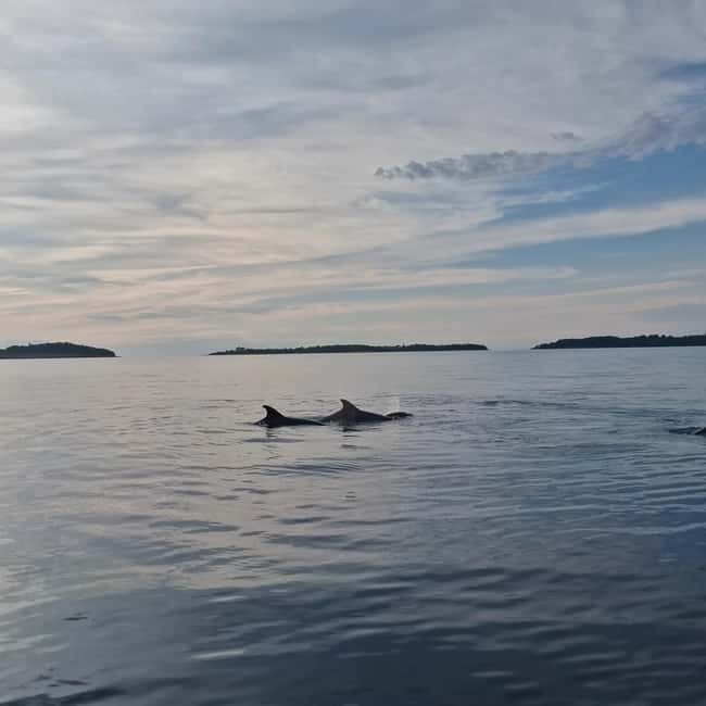 Rovinj: Shared Dolphin and Sunset Tour with Drinks - A short sunset cruise with a clear purpose