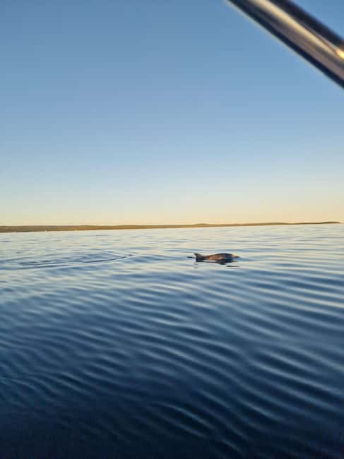 Rovinj: Shared Dolphin and Sunset Tour with Drinks - Drinks make the $50 price easier to judge