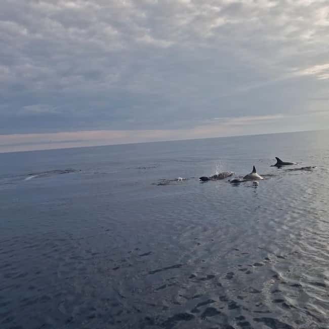 Rovinj: Shared Dolphin and Sunset Tour with Drinks - Why the shared format works, and where it does not