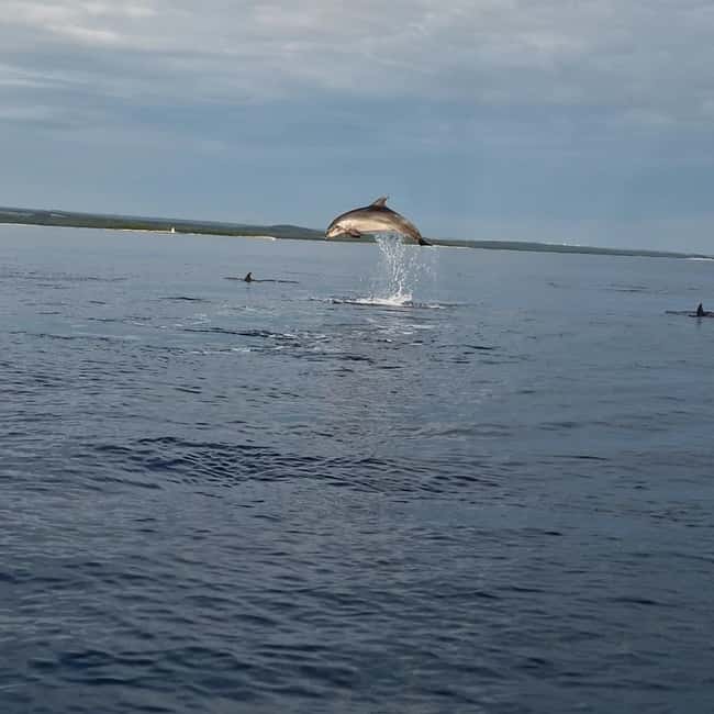Rovinj: Shared Dolphin and Sunset Tour with Drinks - What the skipper adds to the experience