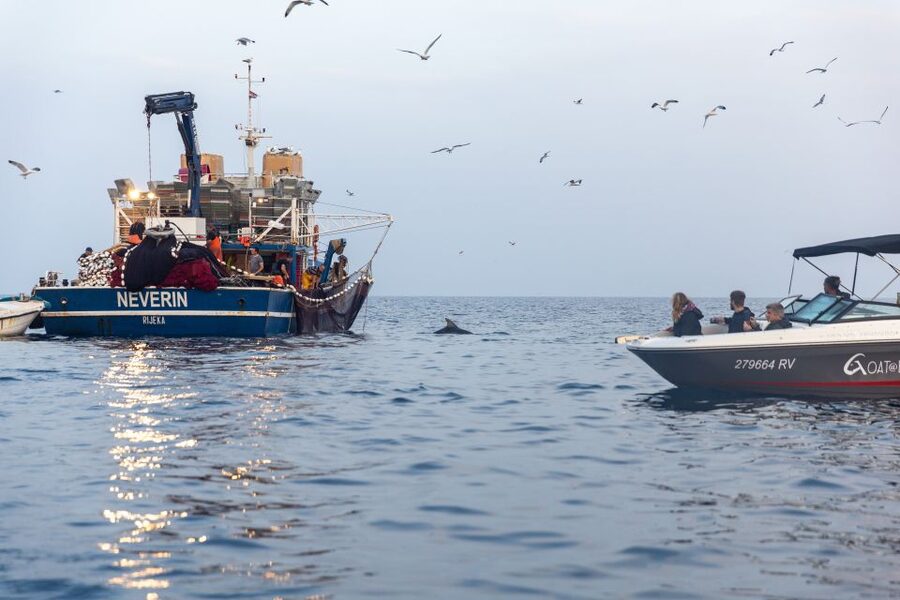 Rovinj: Sunrise Dolphins & Fishermen at Work Speedboat Tour - Who should book this Rovinj dolphin tour?