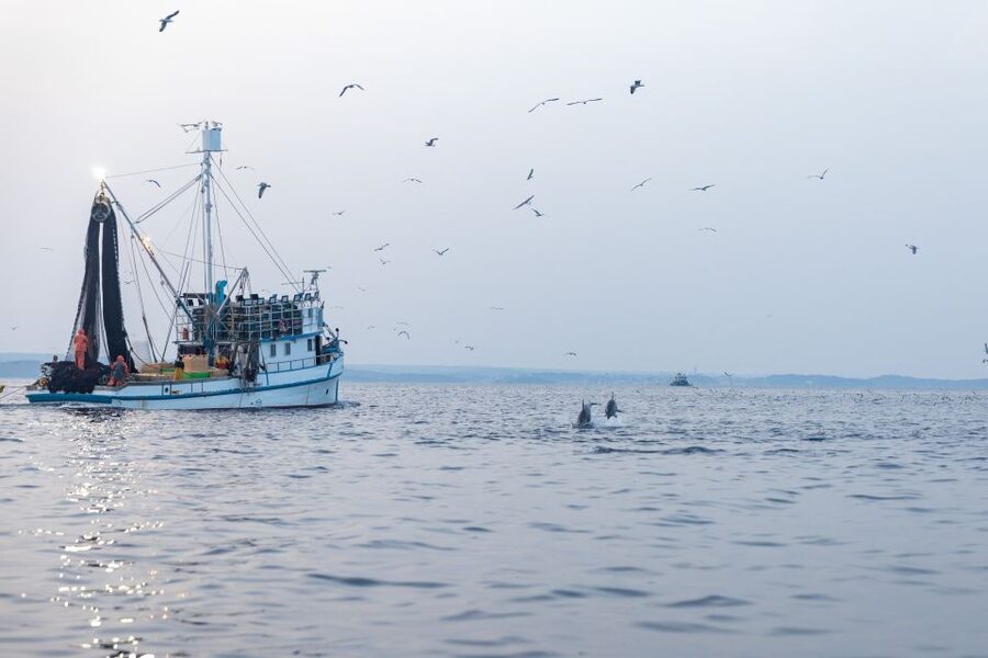 Rovinj: Sunrise Dolphins & Fishermen at Work Speedboat Tour - Around 55 minutes with dolphins and marine life