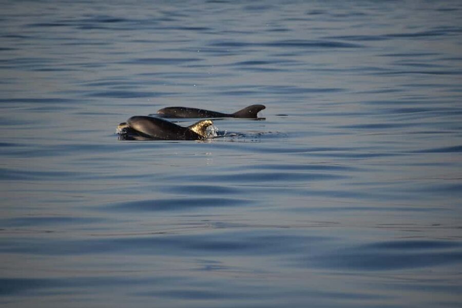Rovinj: Sunset & dolphin group tours with Catamaran - Practical tips for a better evening