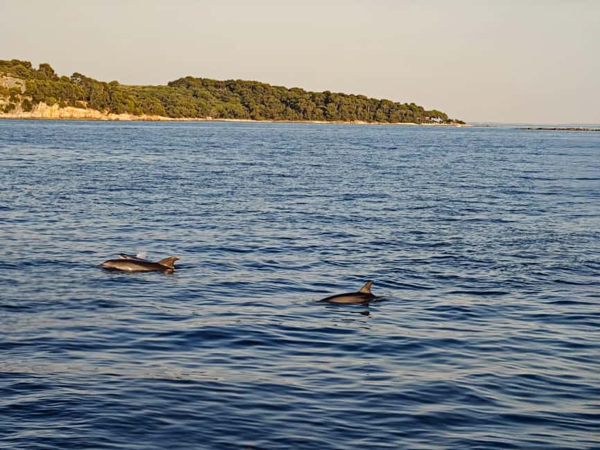 Rovinj: Sunset & dolphin group tours with Catamaran - Dolphin watching in the surrounding waters