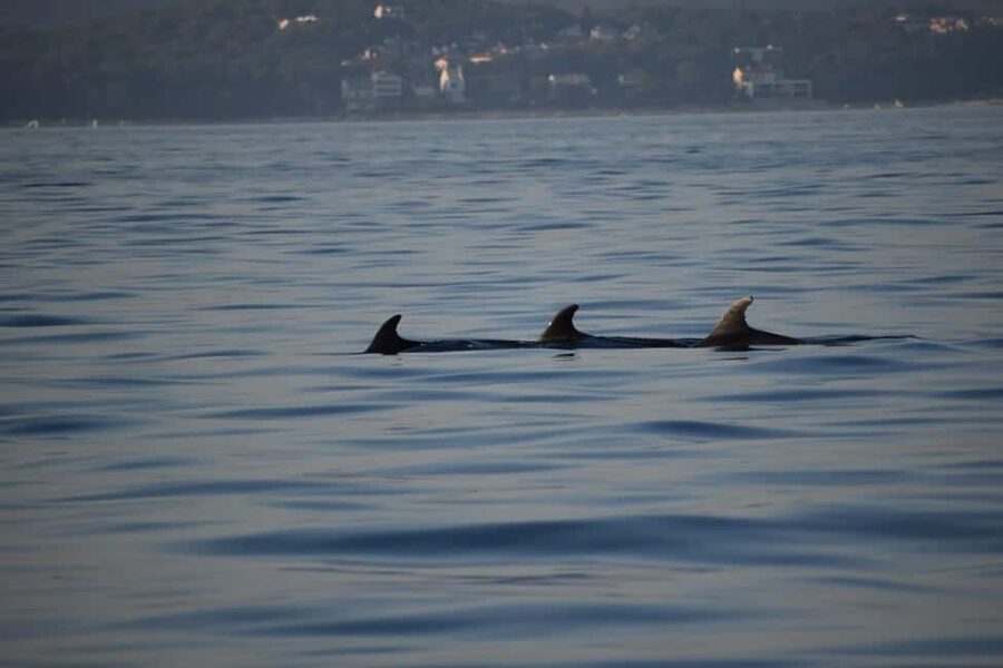 Rovinj: Sunset & dolphin group tours with Catamaran - The front net, the boat’s star feature