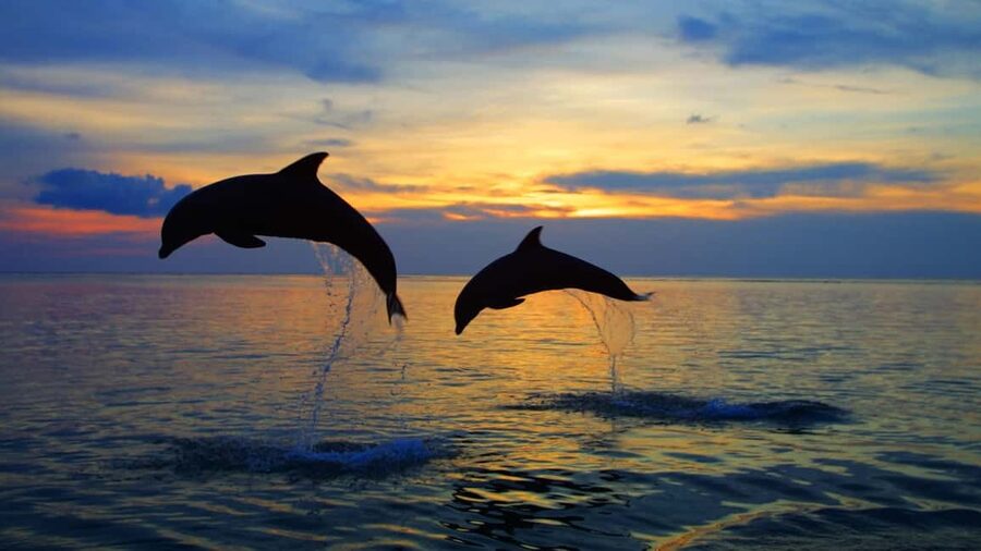 Rovinj: Sunset Speedboat Tour with Dolphin Watching - The speedboat ride: lively, but not nonstop