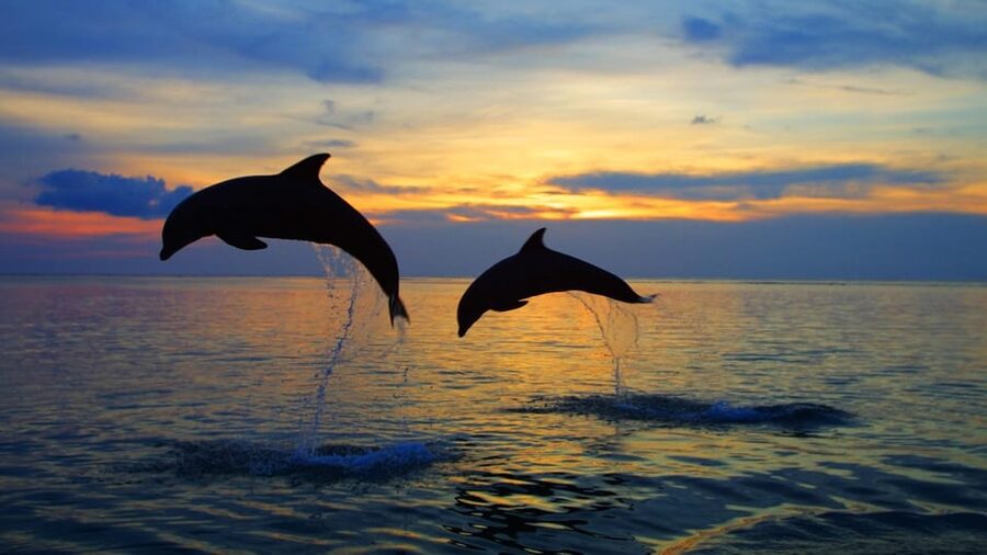 Rovinj: Sunset Speedboat Tour with Dolphin Watching - Is the Rovinj sunset speedboat tour worth booking?