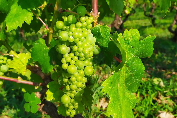 Slurp of Grk Korcula Wine Tour | Wine Tasting in Lumbarda - Why Lumbarda is the right place for a Korcula wine tour